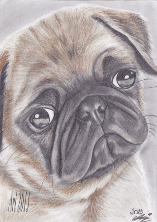 Mopsz kölyök :) A4 Színes ceruza és grafit,szén ceruza rajzom.